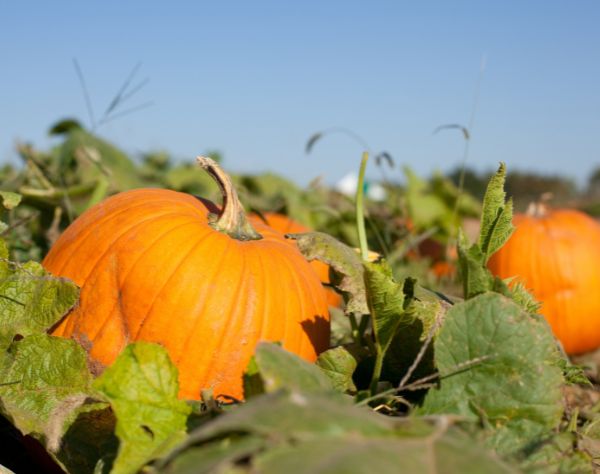 Herbst auf dem Acker